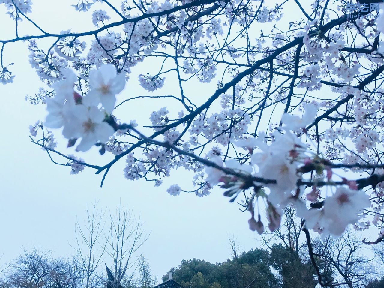 watermark,image_cGljLzIwMTgwNTE5L29zc18xNTI2NzMwODUwODUzXzQ0M18yNjRfNzUwLnBuZw==,t_50,g_se,x_20,y_20